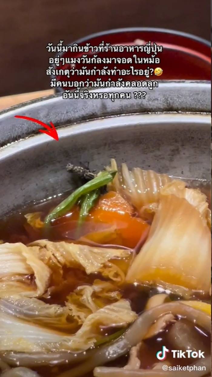 แมลงวันในอาหาร แมลงวันในอาหาร