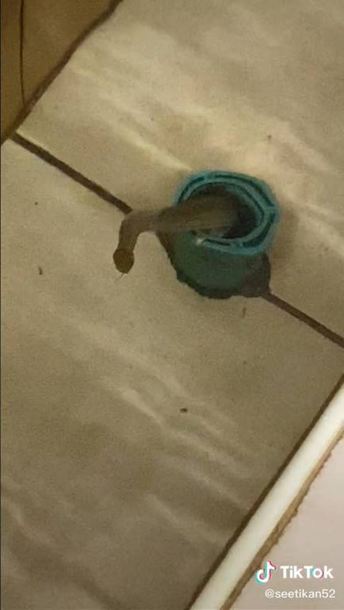 งูในห้องน้ำ งูในห้องน้ำ