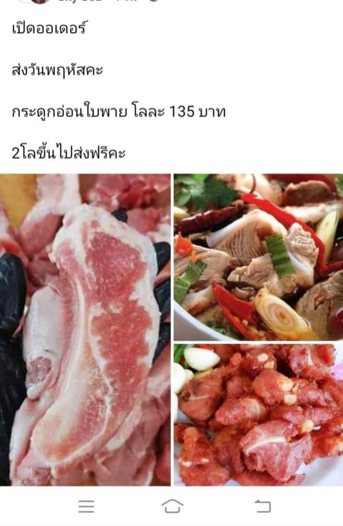 กระดูกอ่อนใบพาย กระดูกอ่อนใบพาย