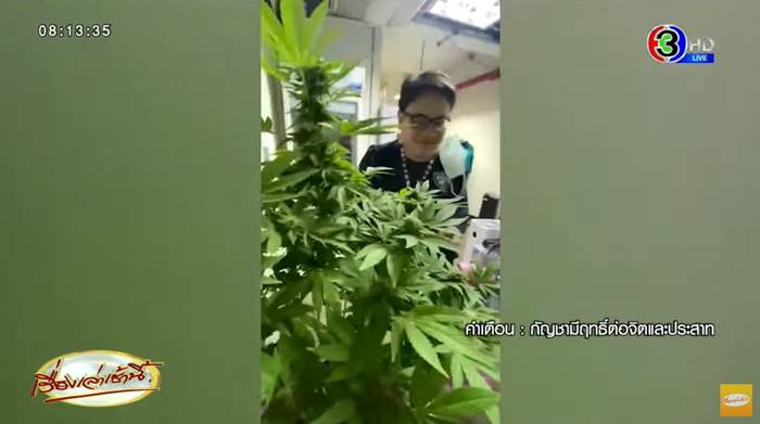 คุกกี้กัญชา คุกกี้กัญชา