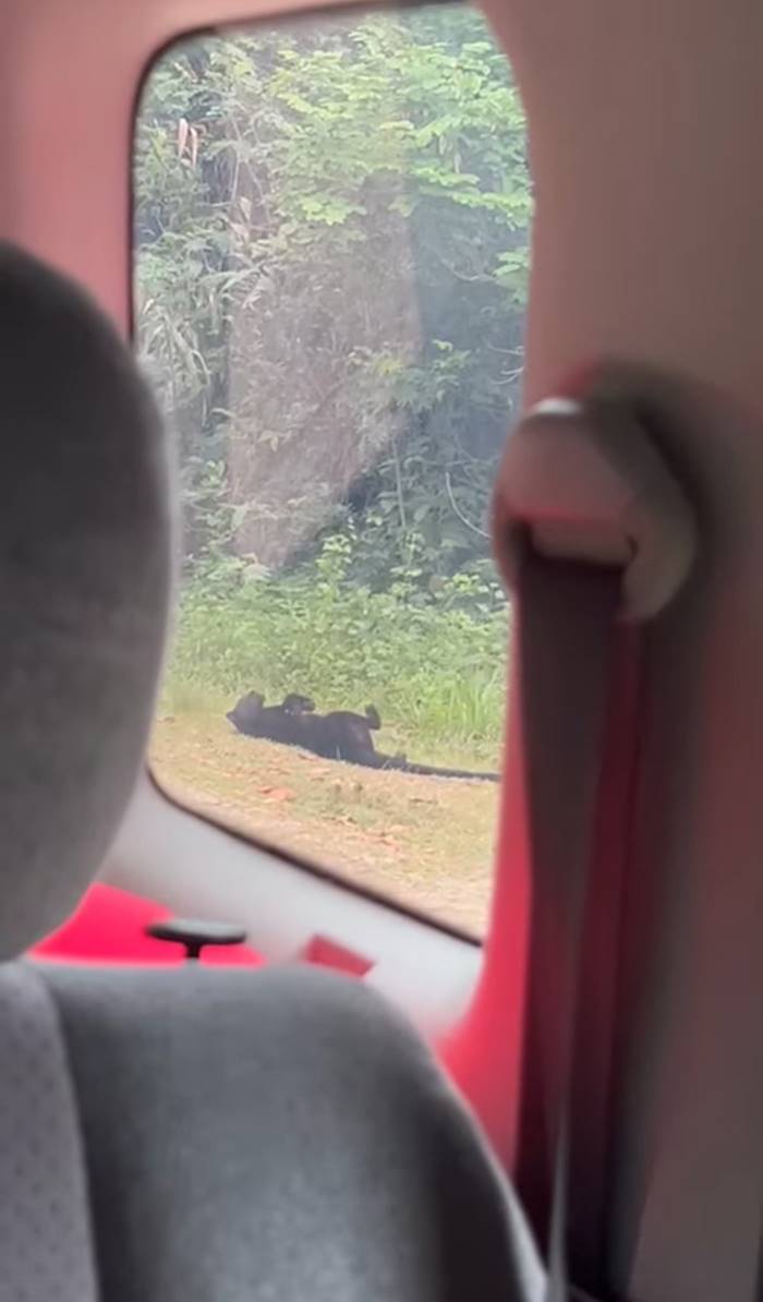 เสือดำ เสือดำ