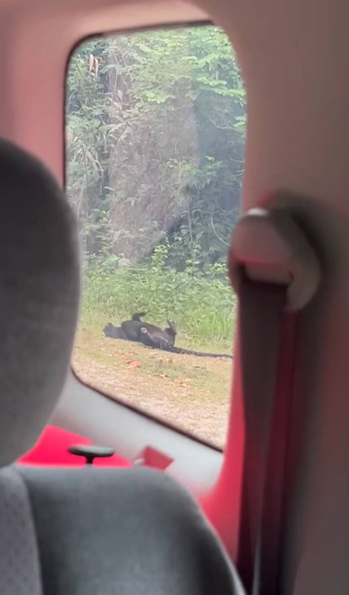 เสือดำ เสือดำ