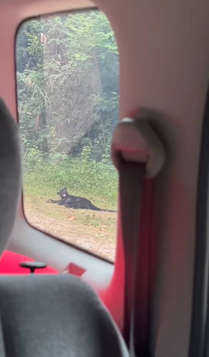 เสือดำ เสือดำ