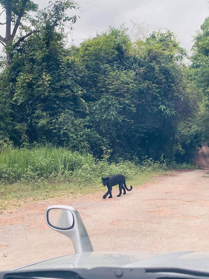 เสือดำ เสือดำ