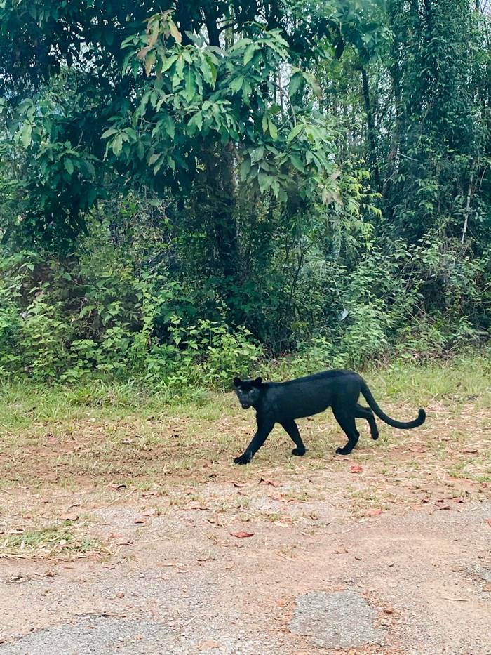 เสือดำ เสือดำ