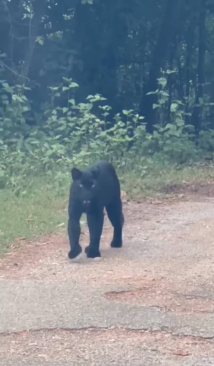 เสือดำ เสือดำ