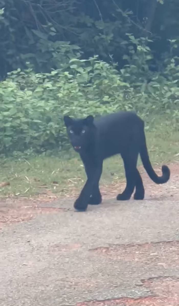 เสือดำ เสือดำ