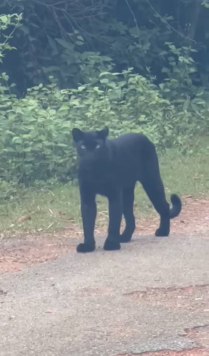 เสือดำ เสือดำ