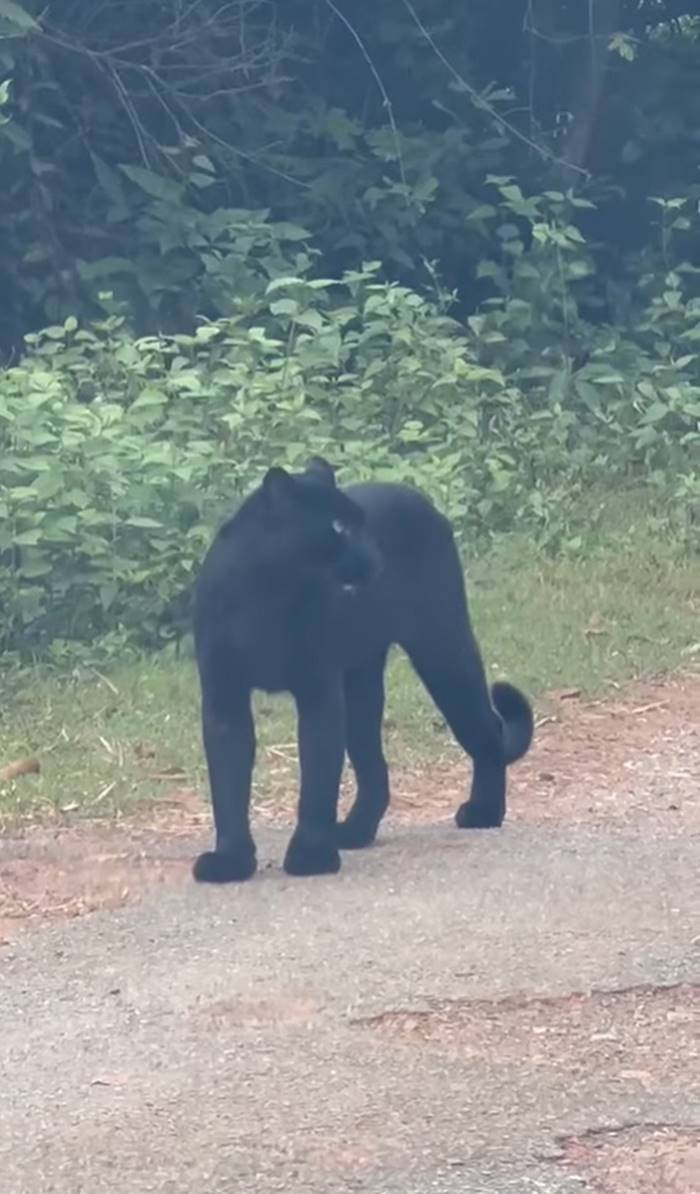 เสือดำ เสือดำ