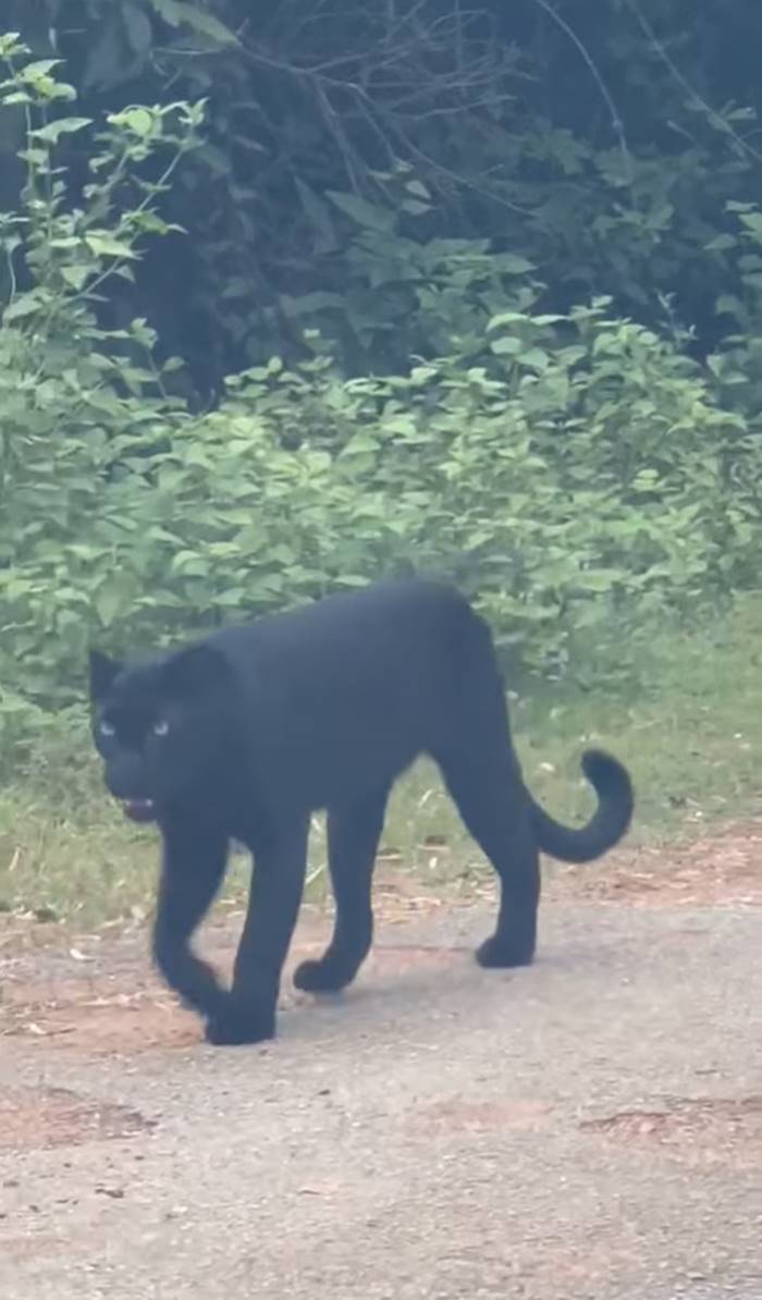 เสือดำ เสือดำ