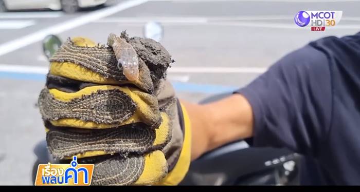 งูในมอเตอร์ไซค์ งูในมอเตอร์ไซค์