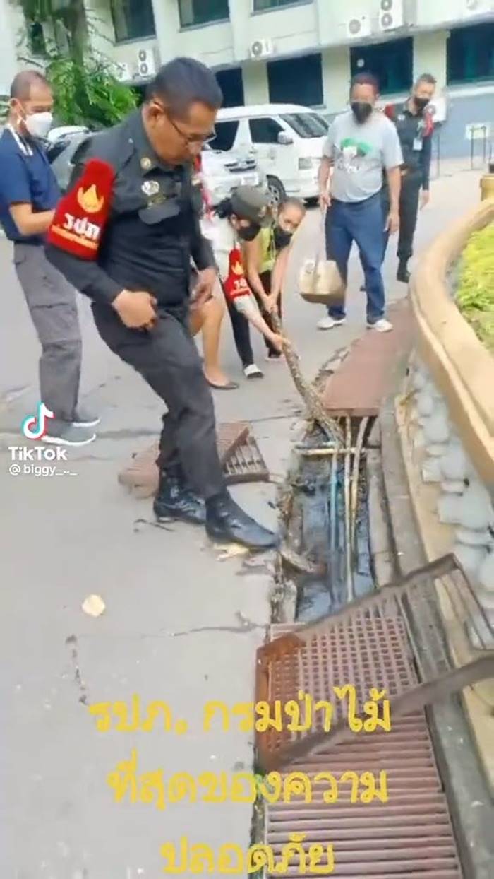 จับงูเหลือม จับงูเหลือม