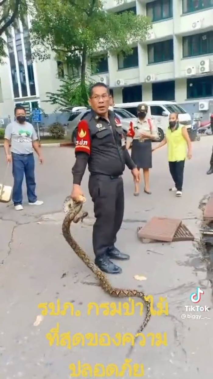 จับงูเหลือม จับงูเหลือม