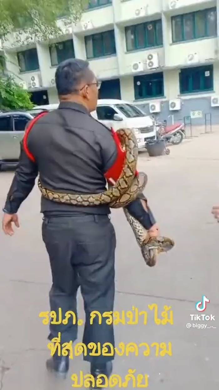 จับงูเหลือม จับงูเหลือม