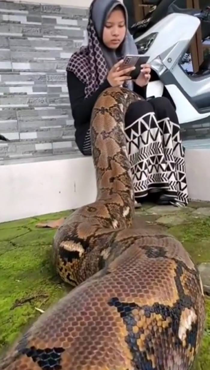 งูเหลือมยักษ์ งูเหลือมยักษ์