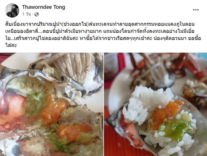 ปูม้าอิตาลี ปูม้าอิตาลี