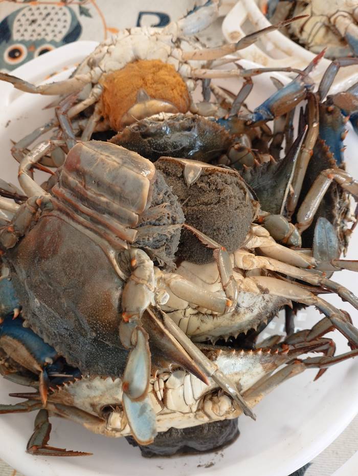 ปูม้าอิตาลี ปูม้าอิตาลี