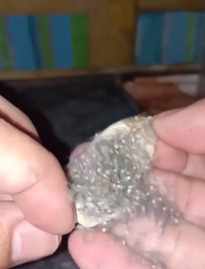 แมงมุมยักษ์ แมงมุมยักษ์