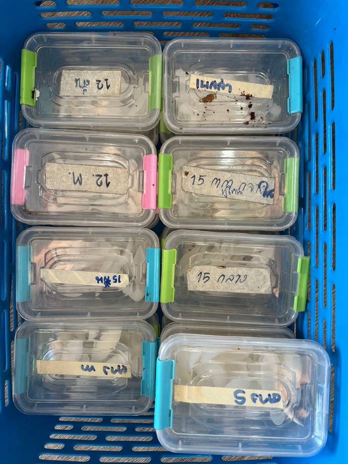 คลินิกศัลยกรรมเถื่อน คลินิกศัลยกรรมเถื่อน