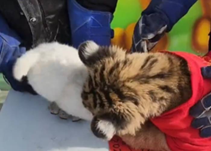 ตรุษจีน ตรุษจีน