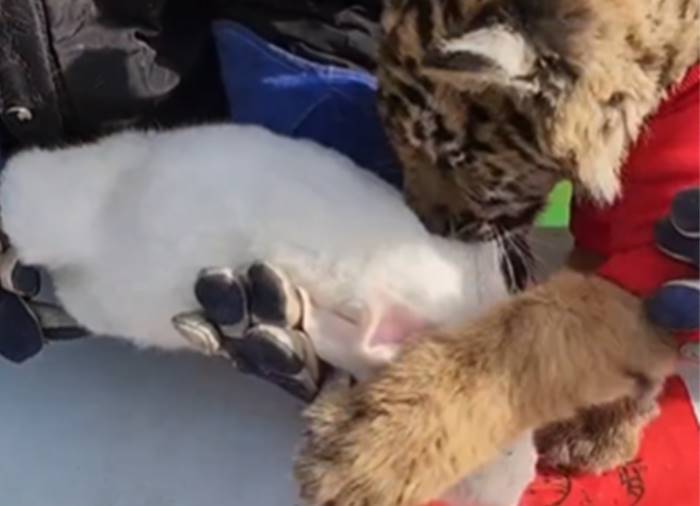 ตรุษจีน ตรุษจีน