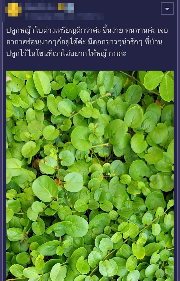 จัดสวน จัดสวน