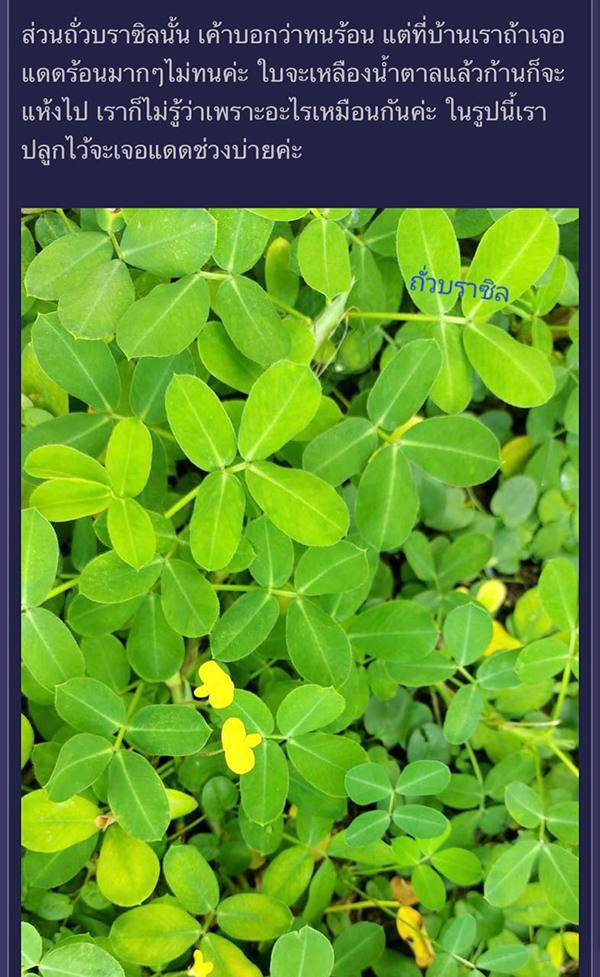 จัดสวน จัดสวน