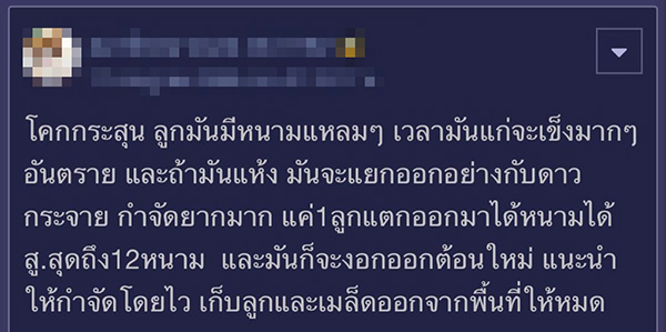 จัดสวน จัดสวน