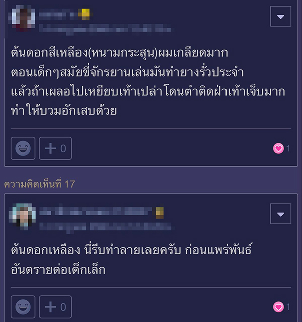 จัดสวน จัดสวน