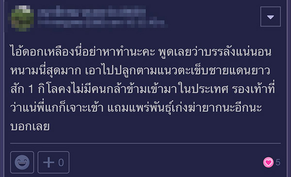 จัดสวน จัดสวน