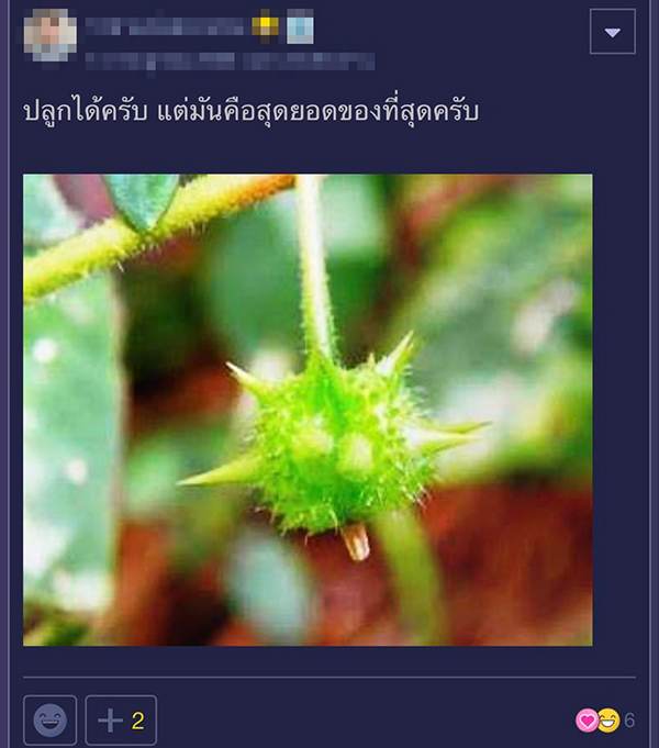 จัดสวน จัดสวน