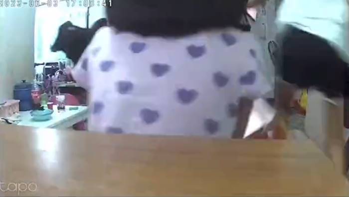 วัวเข้าบ้าน วัวเข้าบ้าน