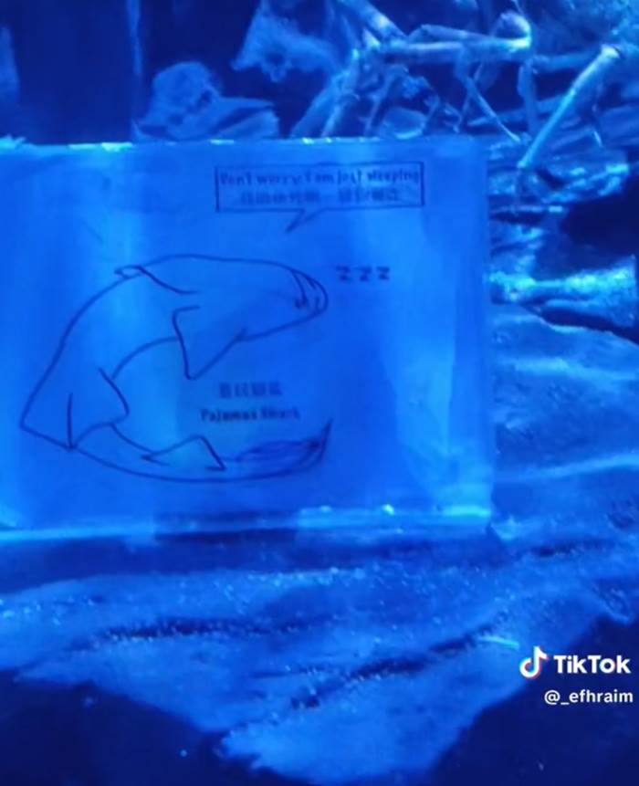 ฉลาม ฉลาม