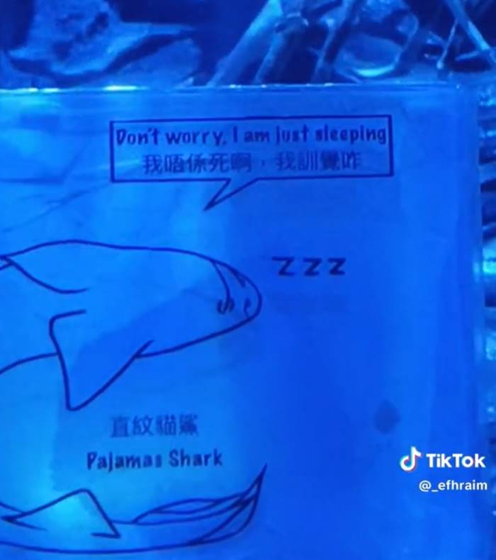 ฉลาม ฉลาม