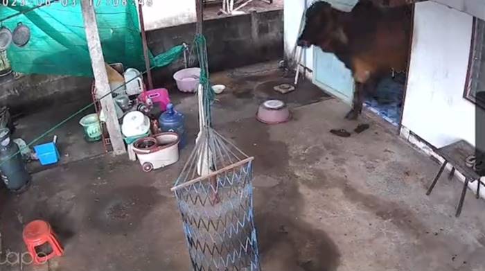 วัวเข้าบ้าน วัวเข้าบ้าน