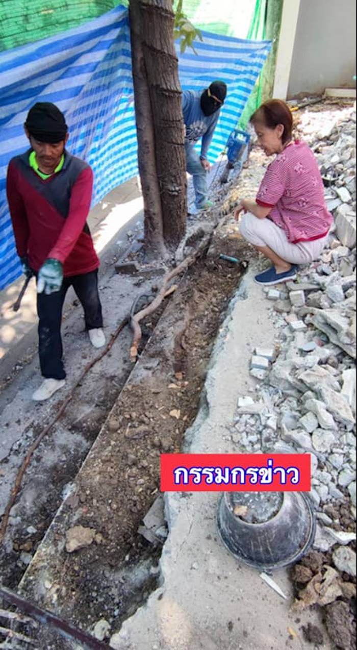 ต้นหูกระจง ต้นหูกระจง