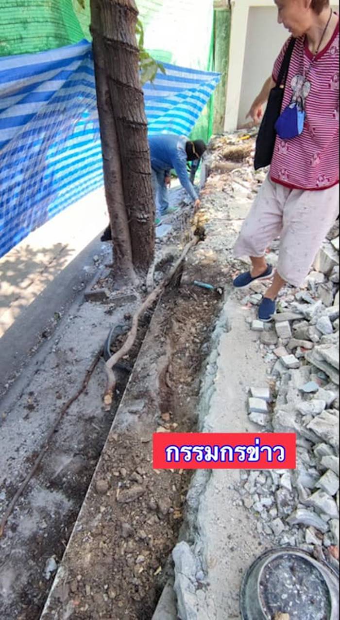 ต้นหูกระจง ต้นหูกระจง