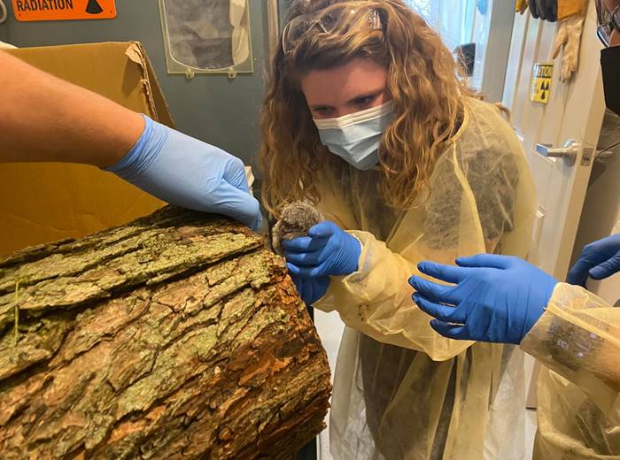 นกฮูก นกฮูก