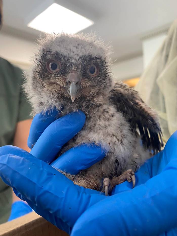 นกฮูก นกฮูก