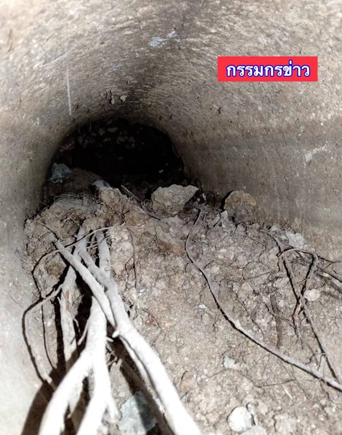 ต้นหูกระจง ต้นหูกระจง