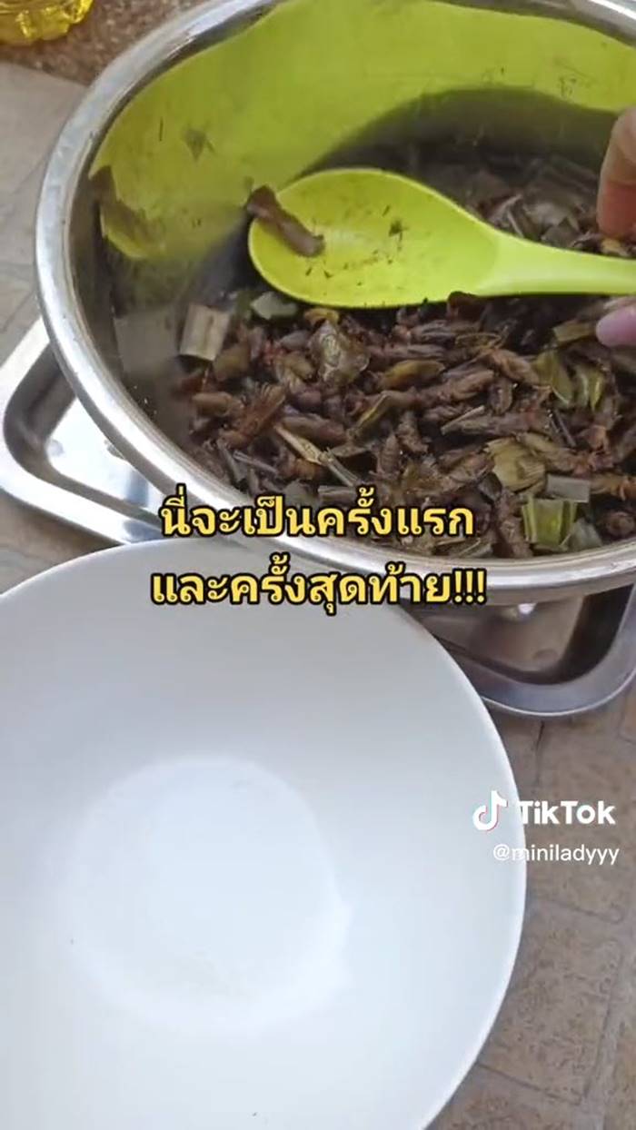 แมลงทอด แมลงทอด