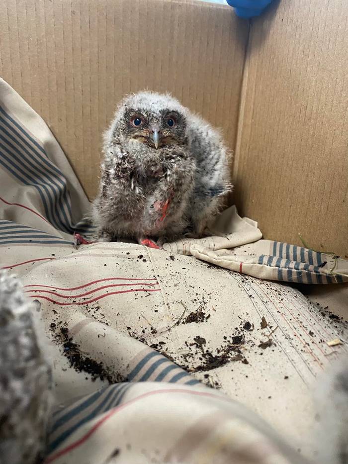 นกฮูก นกฮูก