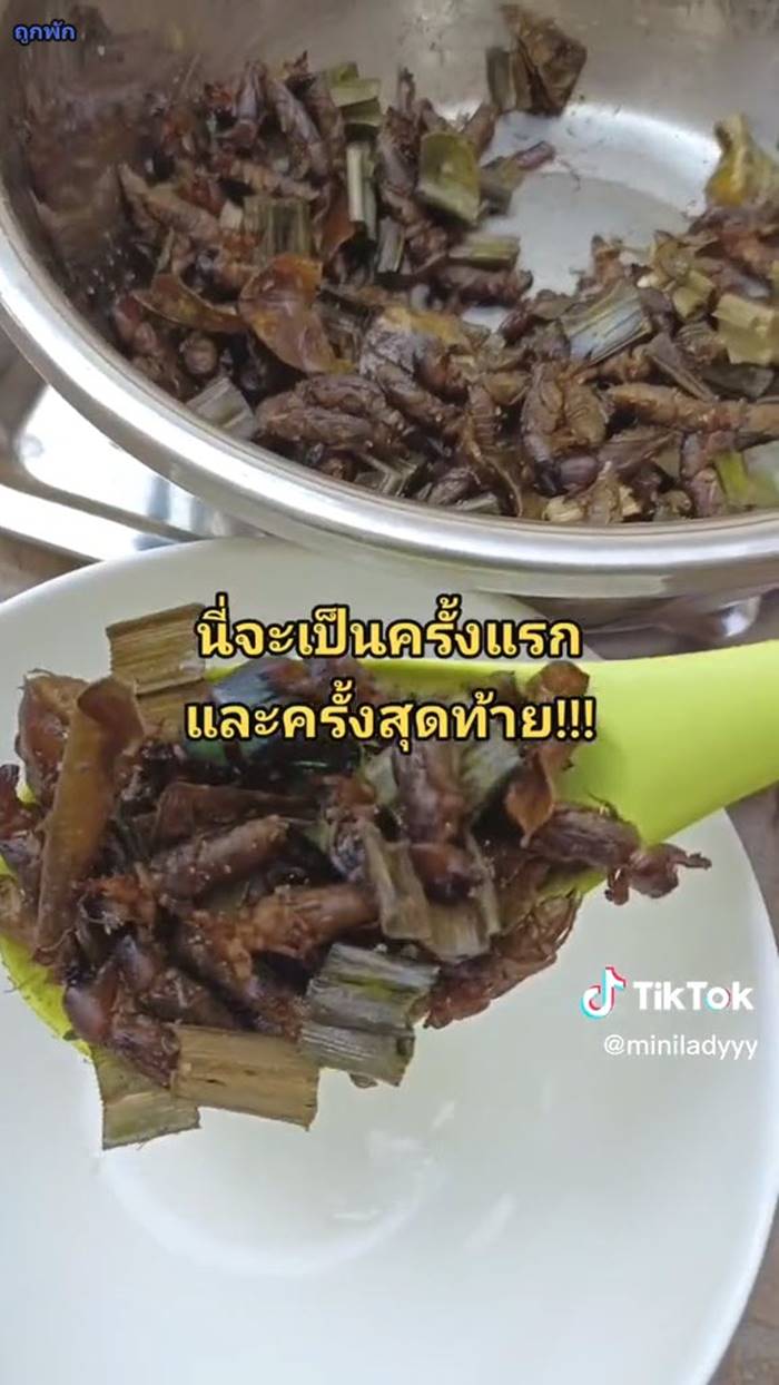 แมลงทอด แมลงทอด