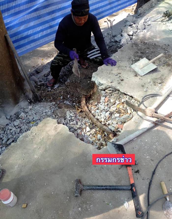 ต้นหูกระจง ต้นหูกระจง