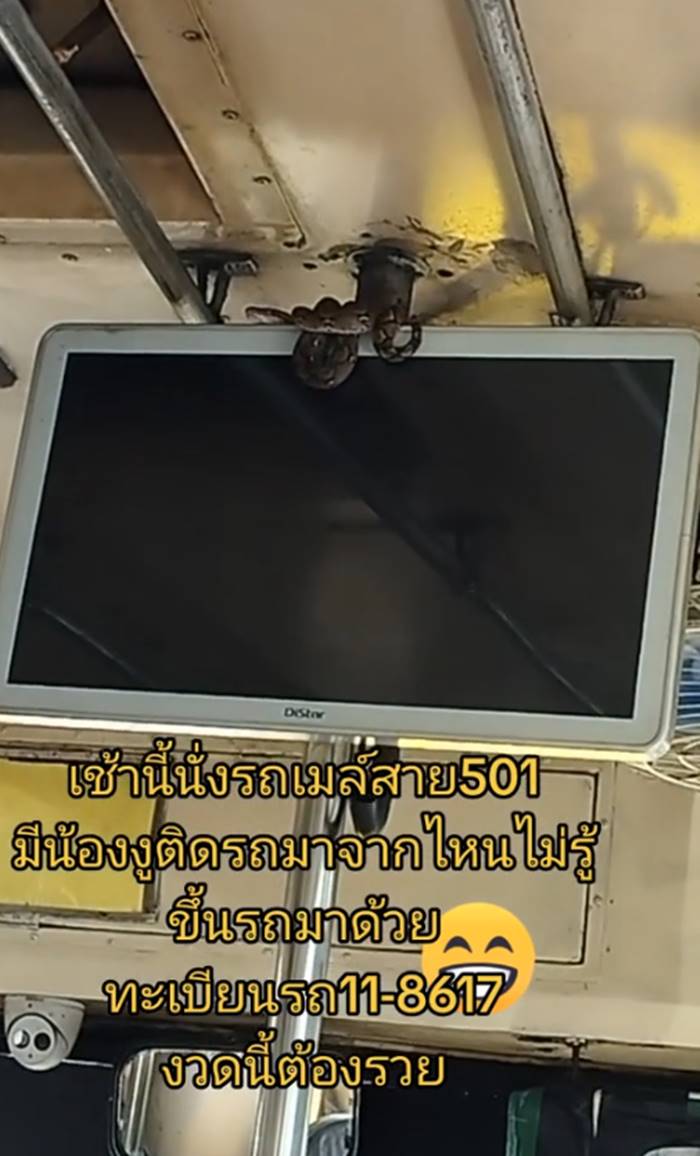 งูขึ้นรถเมล์ งูขึ้นรถเมล์