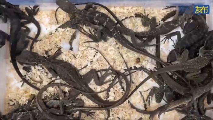 ลักลอบค้าสัตว์ ลักลอบค้าสัตว์