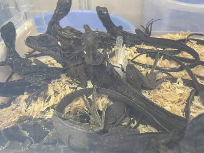 ลักลอบค้าสัตว์ ลักลอบค้าสัตว์