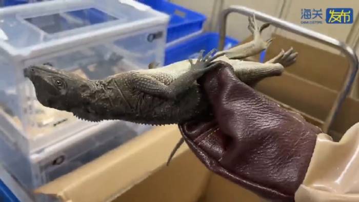 ลักลอบค้าสัตว์ ลักลอบค้าสัตว์