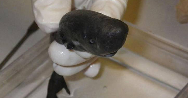 เปิดภาพ ปลาฉลามพ็อกเก็ต ฉลามจิ๋วหายาก ยาวแค่ 14 ซม. เปิดภาพ ปลาฉลามพ็อกเก็ต ฉลามจิ๋วหายาก ยาวแค่ 14 ซม.