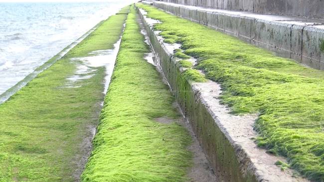 สาหร่ายเขียวมรกต สาหร่ายเขียวมรกต